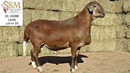 SOUTHERN SELECT MEATMASTER AUCTION 13/06