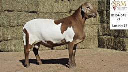 SOUTHERN SELECT MEATMASTER AUCTION 13/06